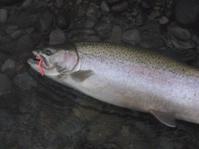 Rainbow Trout