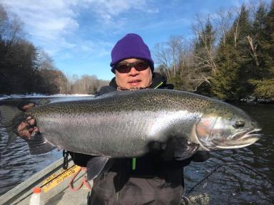 big steelhead salmon river ny